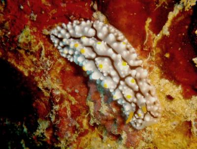 Sea Slug