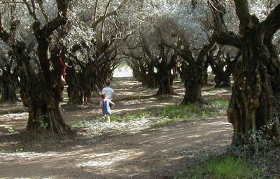 Olive Trees Young & Old
