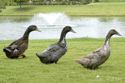 ducks in a row