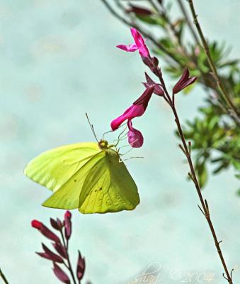 yellow butterfly