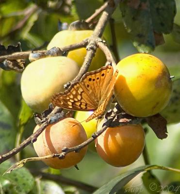 persimmon butterfly