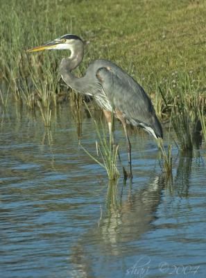 heron in pond