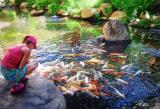 feeding the koi