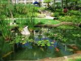 hotel koi pond