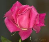 pink rose