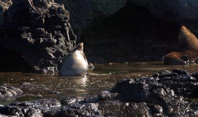 Bull seal