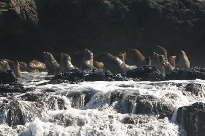 Seals on rocks at Seal Rocks!