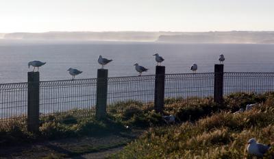 Gulls on posts for web.jpg