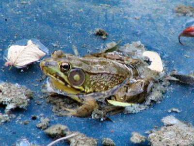 Froggy in the pool