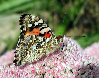 Painted lady