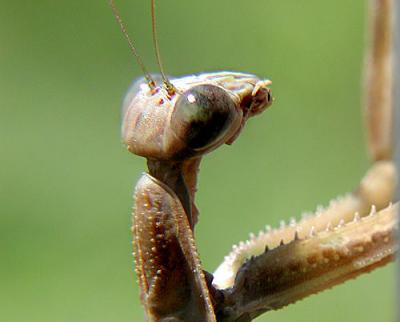 Praying Mantis