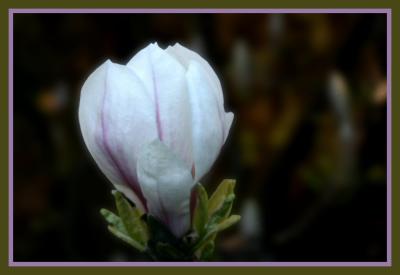 Magnolia Blossom