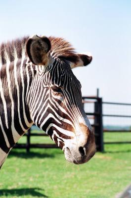 Grant's zebra