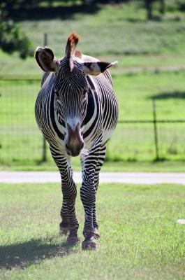 zebra