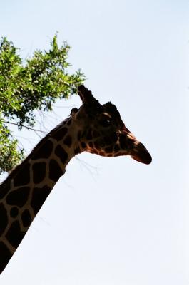 Giraffe