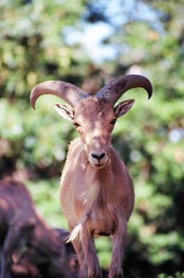 Aoudad