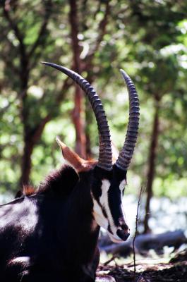 Sable Antelope (Closeup)
