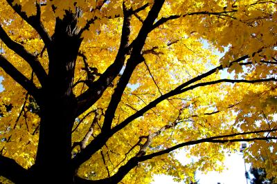 Minnesota Fall Colors