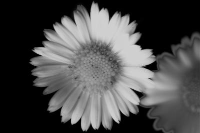 ghostflower.jpg