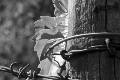 Ivy and Barbed Wire