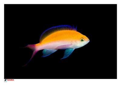 Anthias