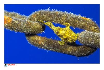 Frogfish