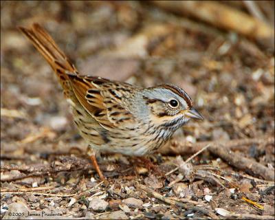 Lincoln Sparrow