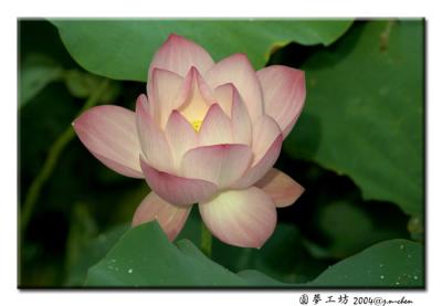DSC_0100.jpg