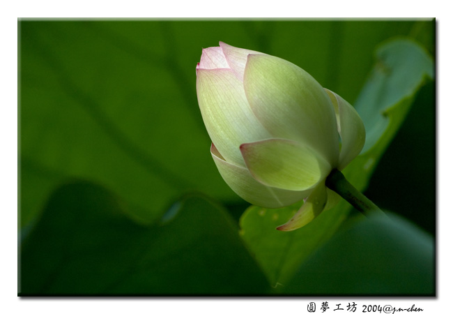 DSC_0103.jpg