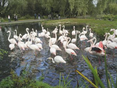 Flamingo at Martin Mere.