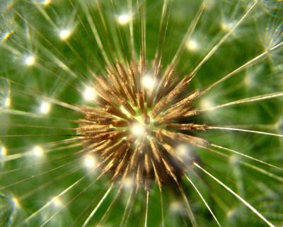 dandy 1