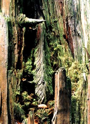 forest-in-the-wood