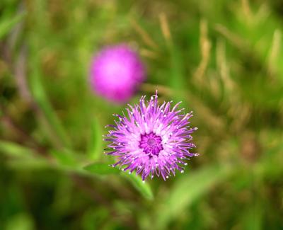 thistle