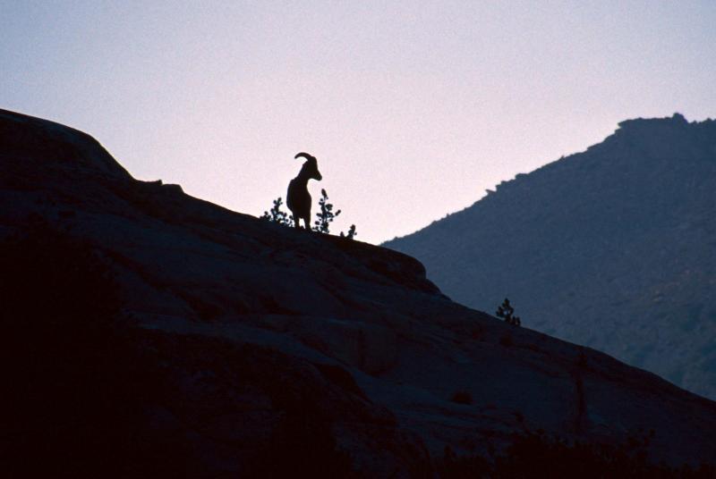 Sheep at sunset