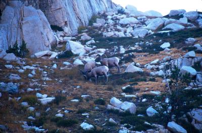 Bighorn Sheep about 150' above our camp