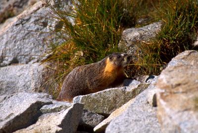 Marmot basking in the sun