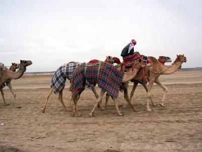 Group of camels