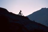 Sheep at sunset