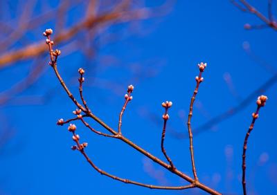 u34/smok53/medium/41348730.DSC_3554acm.jpg