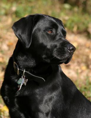 devon the black lab