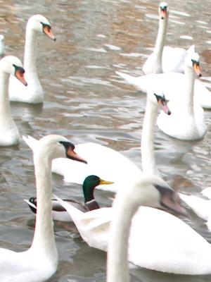 Duck among the Swans =)