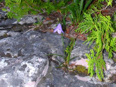 Harebell - Campanula rotundifolia.