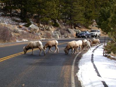 Bighorn sheep crossing!