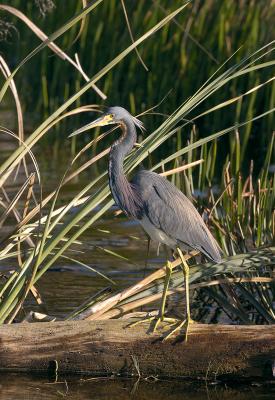 171 Tri Colored Heron