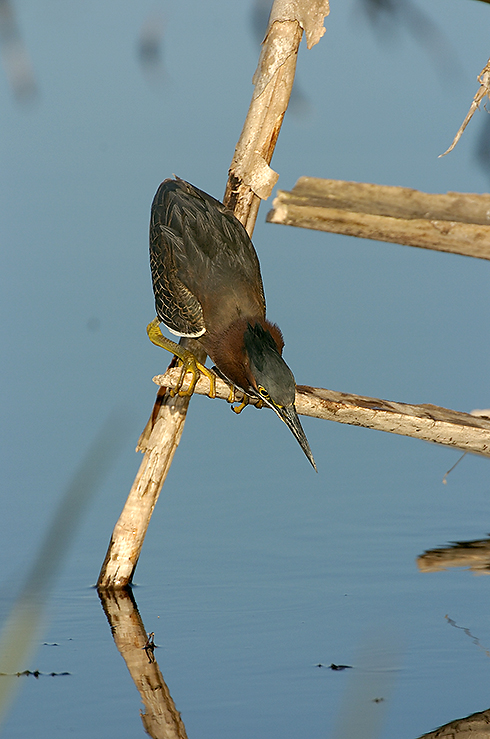 Green Heron Reaching.jpg