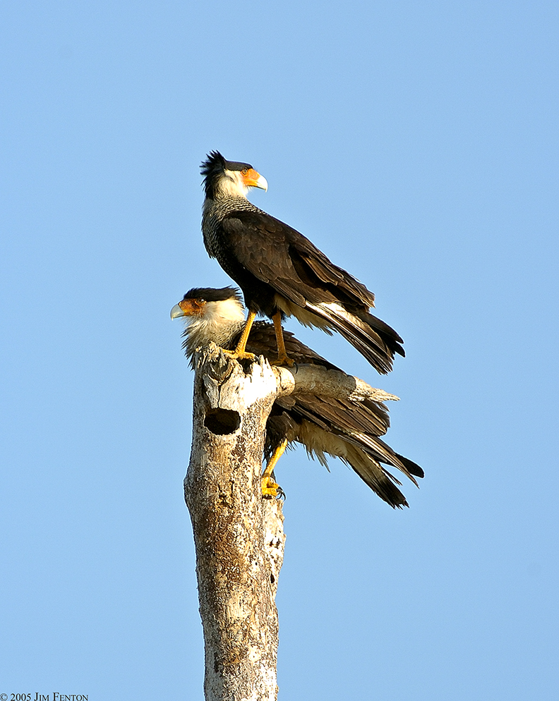 Crested Cara~Cara Vierra Wetlands Florida.jpg