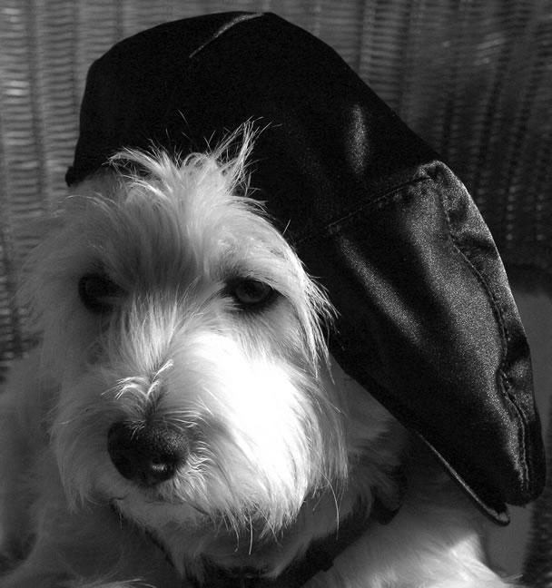 Dec. 17, 2004 - Frenchy Westie