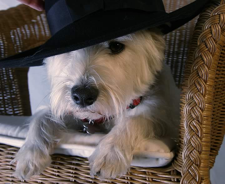 Zoey the West Highland Terrier