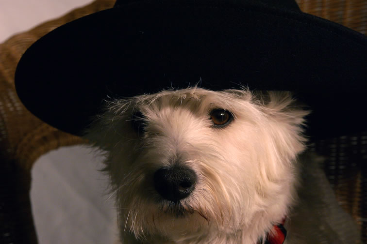 Zoey the West Highland Terrier