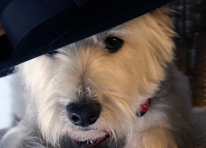 Zoey the West Highland Terrier